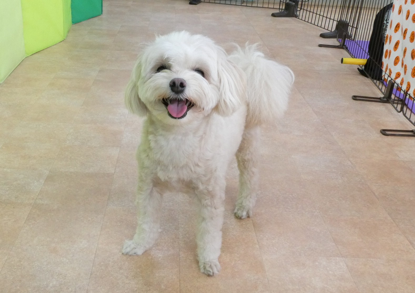 幼稚園体験に来てくれたMIX（ﾎﾟﾒﾗﾆｱﾝ×ﾄｲﾌﾟｰﾄﾞﾙ）の【おもちちゃん】　　犬のしつけ教室＠アロハドギー