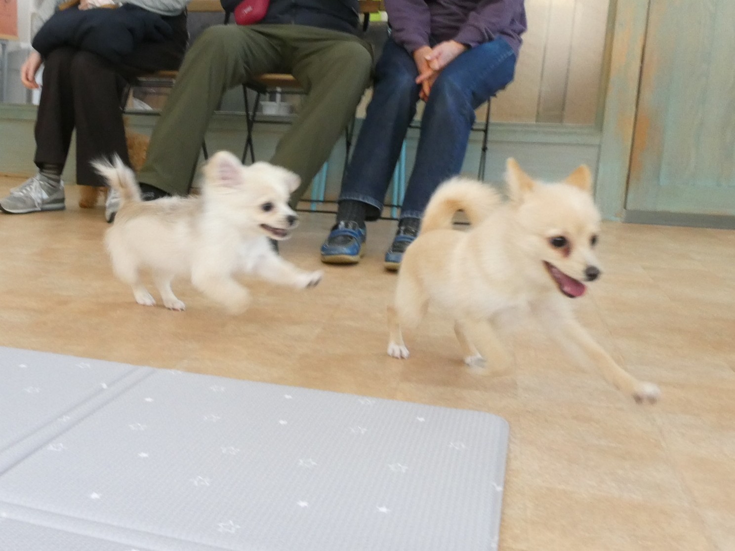 2026年5月の【パピーパーティー】のご案内(^^)/　　犬のしつけ教室＠アロハドギー