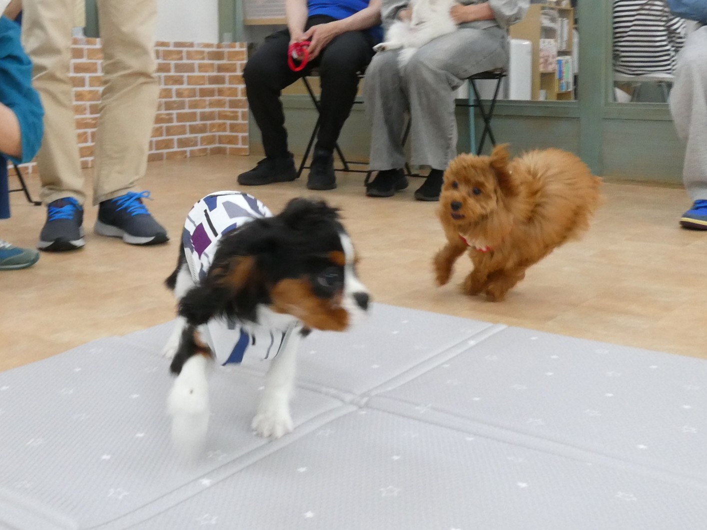 子犬を迎えたら【パピーパーティー】に行こう！　　犬のしつけ教室＠アロハドギー