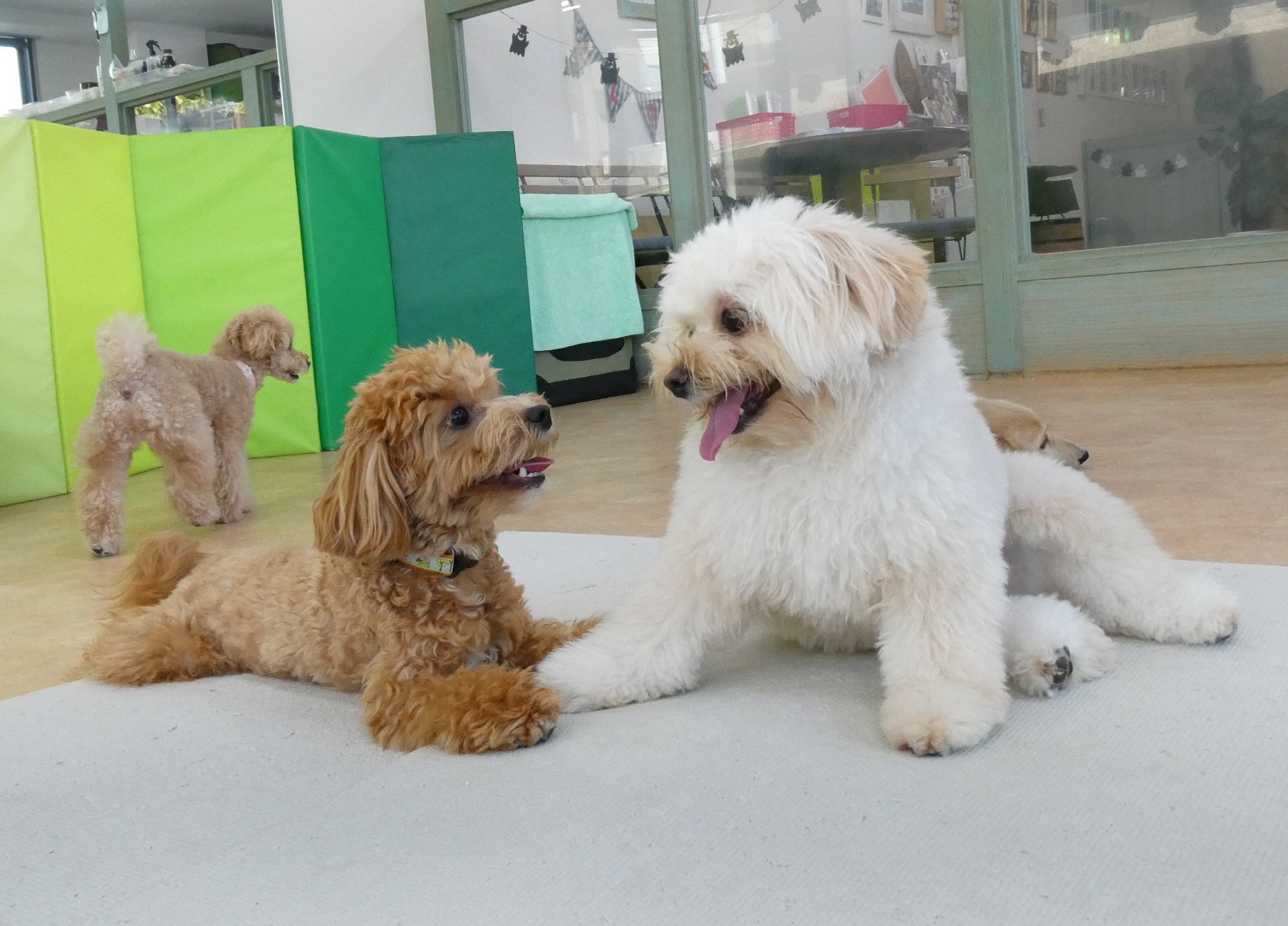 寒暖差が激しい時期にこそ【わんこ整体】おすすめです！！　　犬のしつけ教室＠アロハドギー