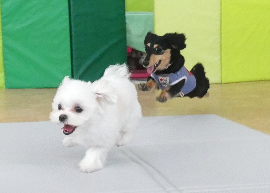 2026年4月の【パピーパーティー】のご案内(^^)/（キャンセル出ました）　　犬のしつけ教室＠アロハドギー
