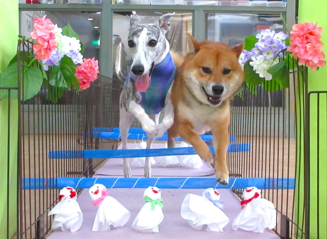2025年7月の【パピーパーティー】のご案内(^^)/　　犬のしつけ教室＠アロハドギー