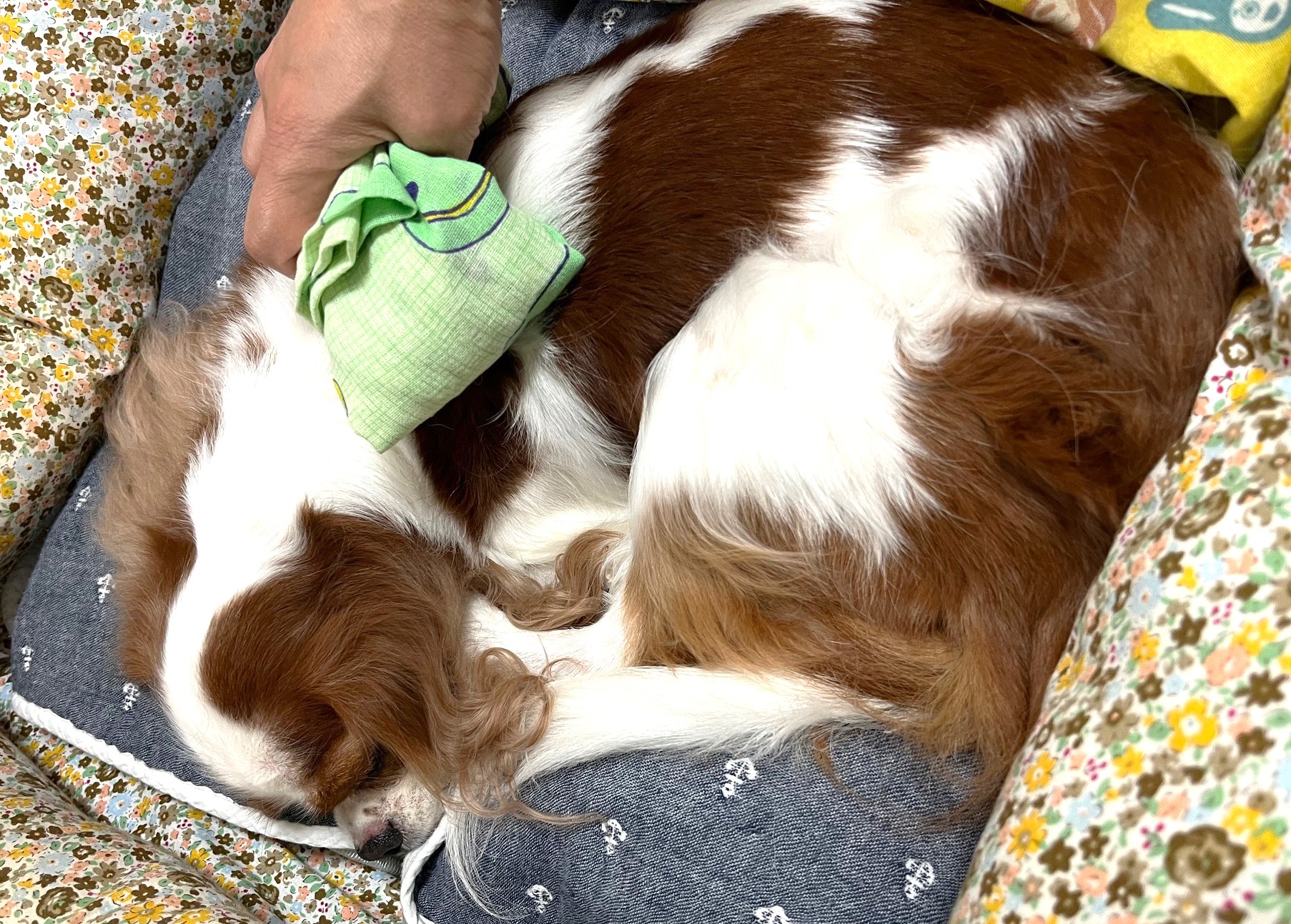 急に寒くなりましたね。今こそ温活しましょう！　　犬のしつけ教室＠アロハドギー