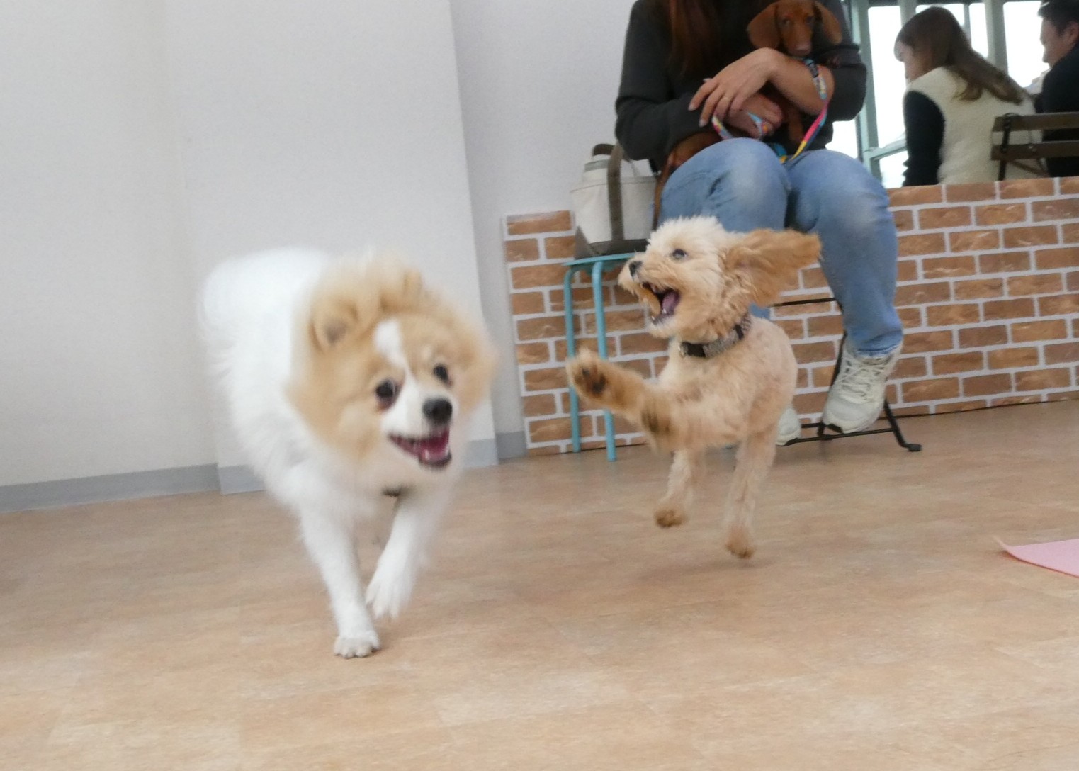 2025年12月の【パピーパーティー】キャンセル出ました！早い者勝ち！！　　犬のしつけ教室＠アロハドギー