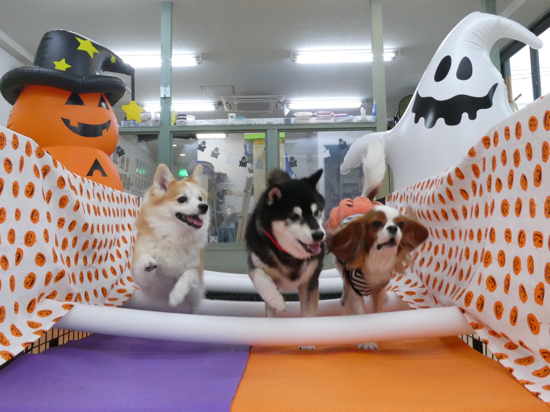 低気圧のお話　　犬のしつけ教室＠アロハドギー