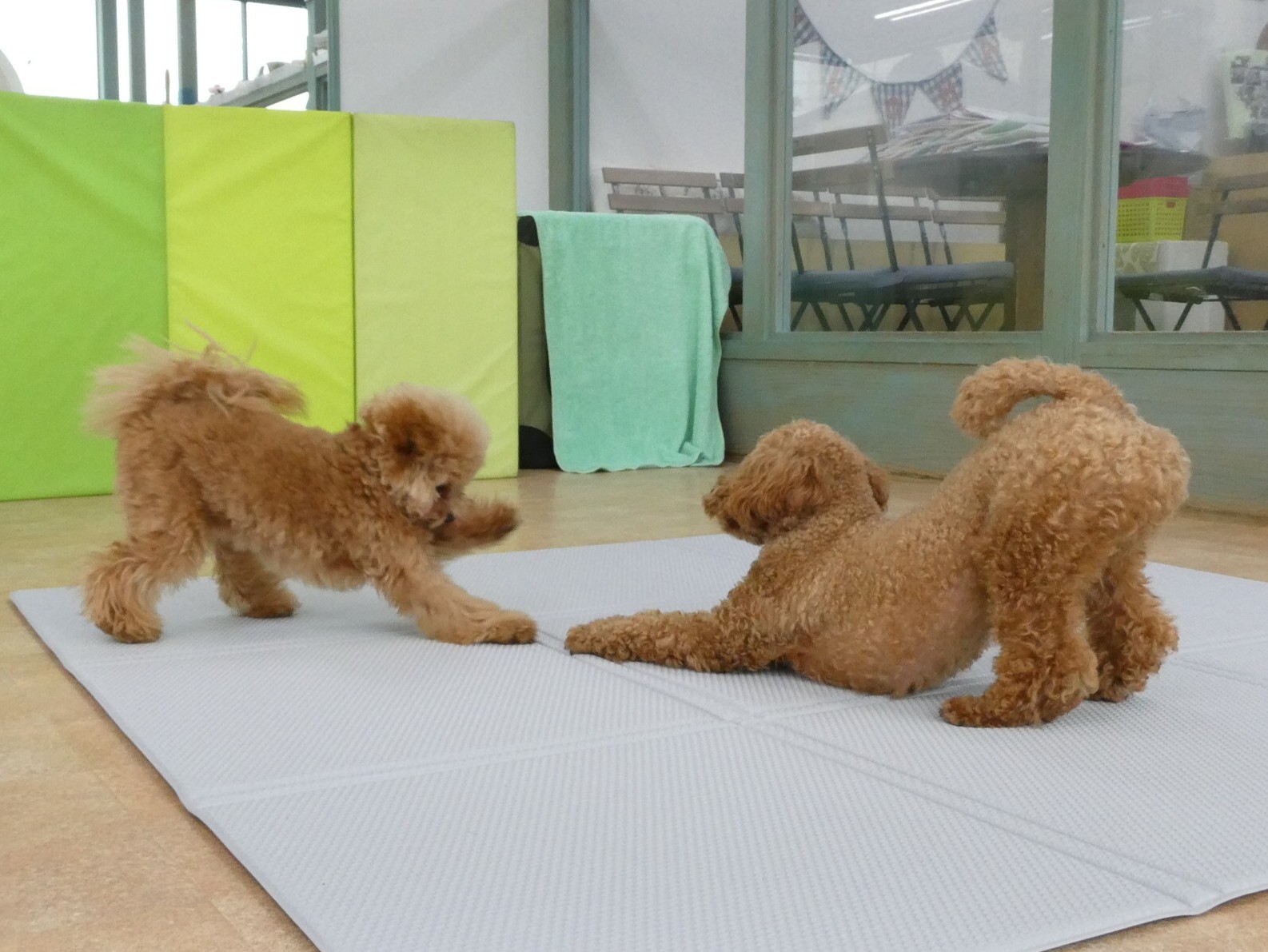 2026年6月の【パピーパーティー】のご案内(^^)/　　犬のしつけ教室＠アロハドギー