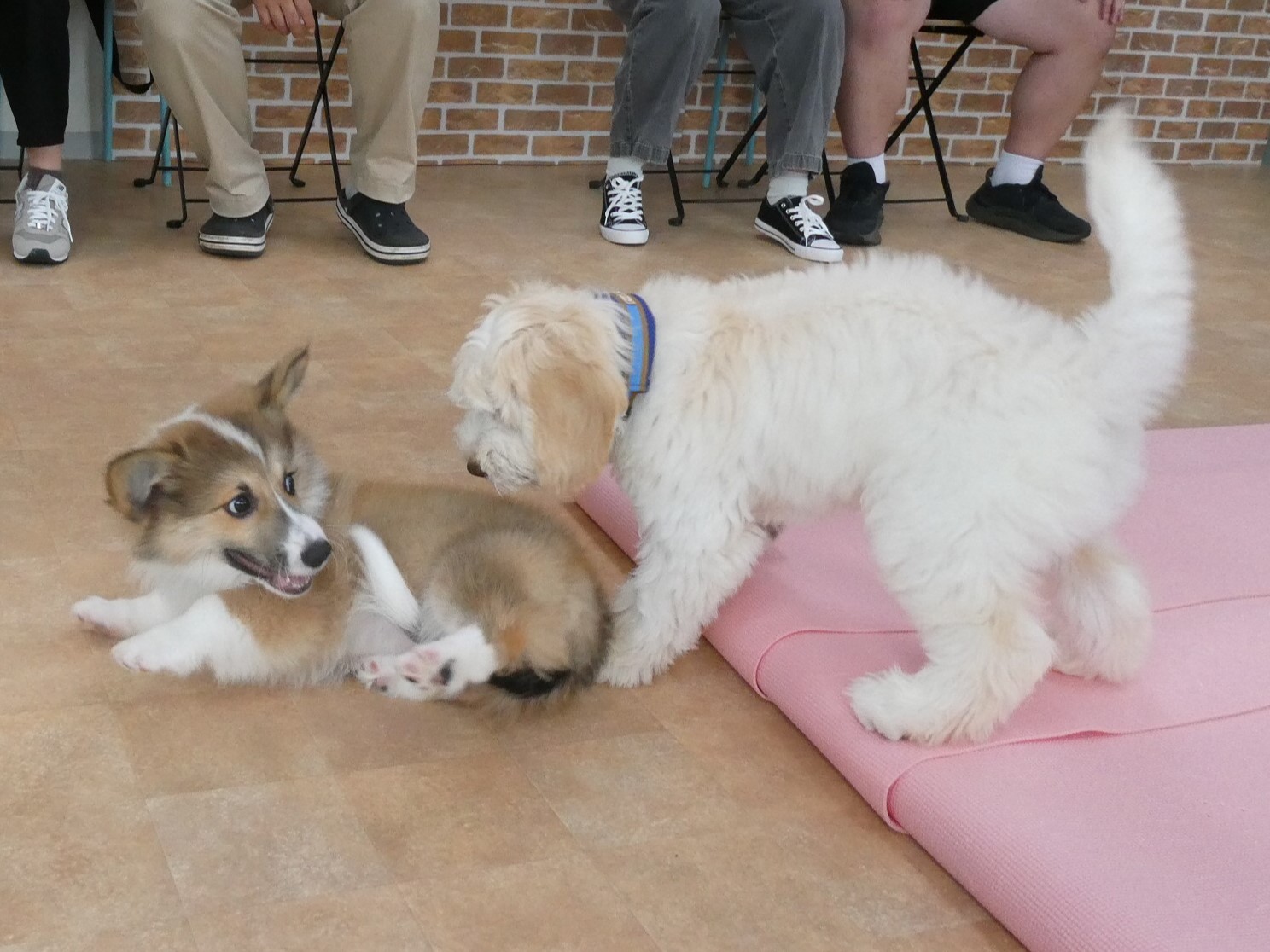 2025年12月の【パピーパーティー】のご案内(^^)/　　犬のしつけ教室＠アロハドギー