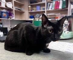 One of our assistants Mekenzie's cat 'Dale'