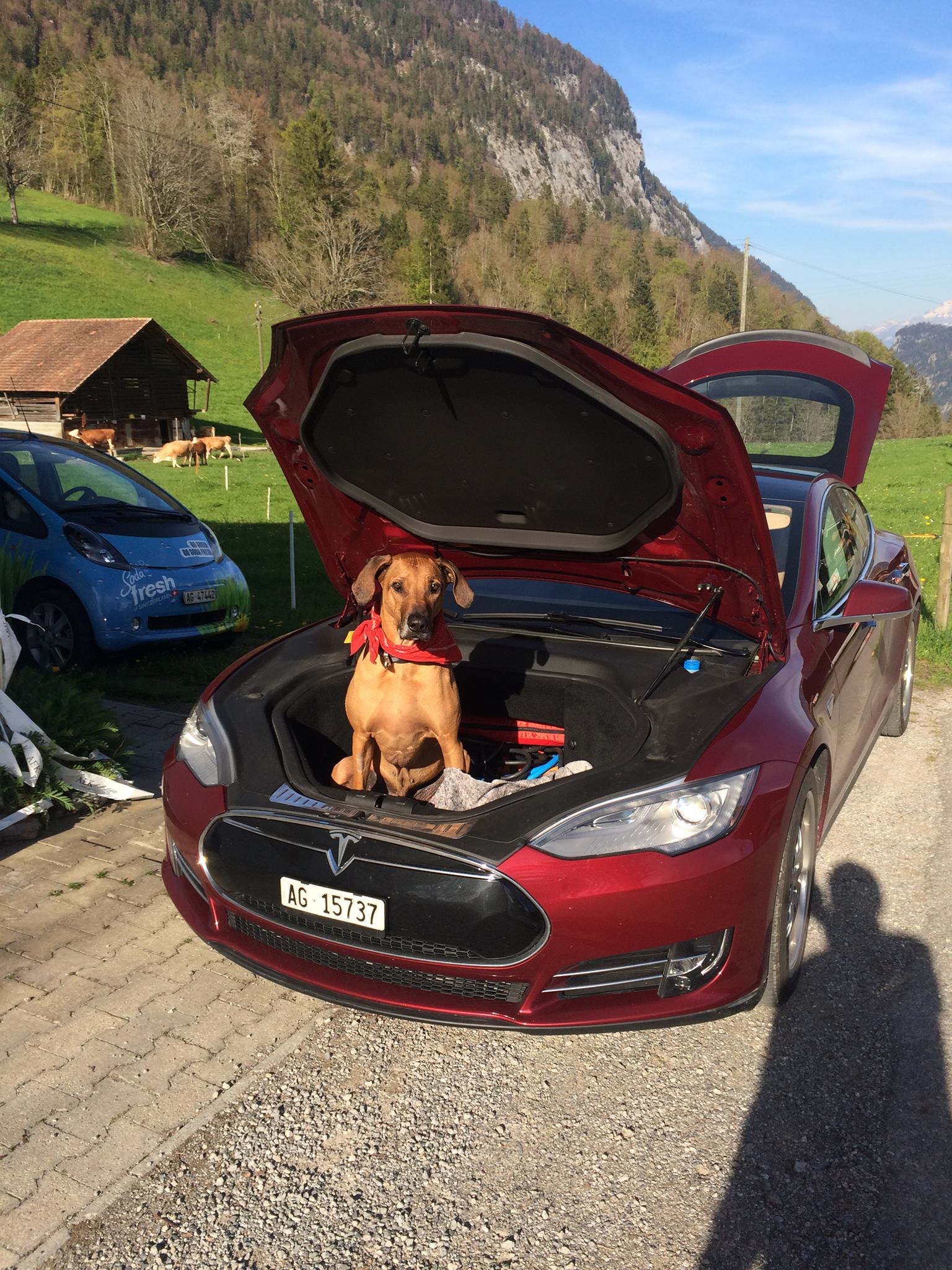 Auch Misha - unser Hund vom Dienst - mag den Tesla.