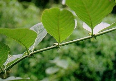 UÑA DE GATO (uncaria thomentosa)