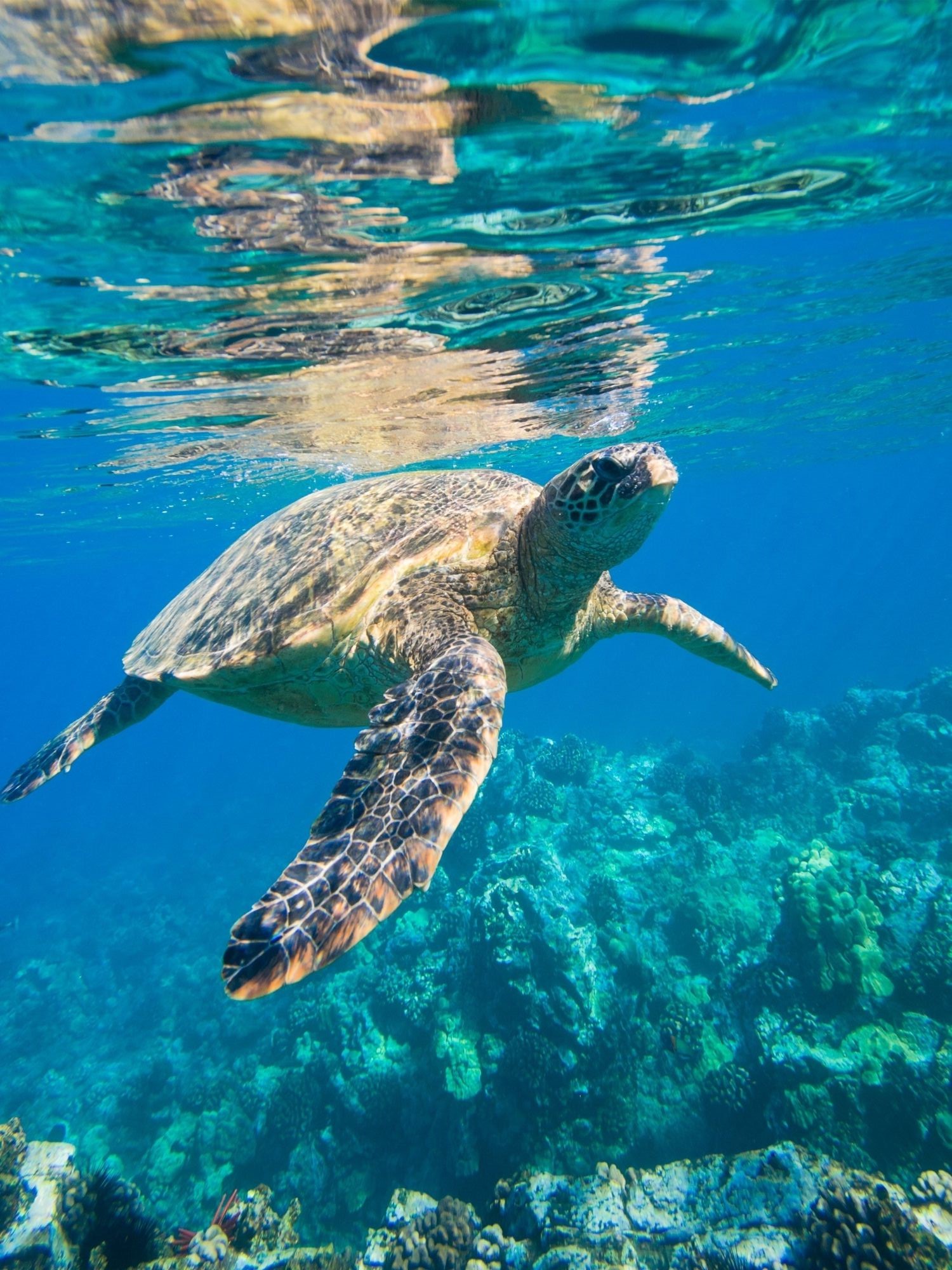 Schildkröte im Meer.