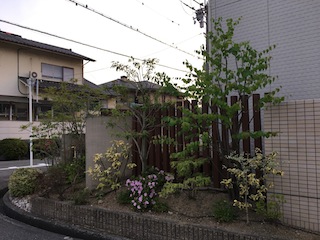 お手入れ実例2 堺市 植木屋 やまもとグリーン工房 お手入れ実例2 堺市 植木屋 やまもとグリーン工房