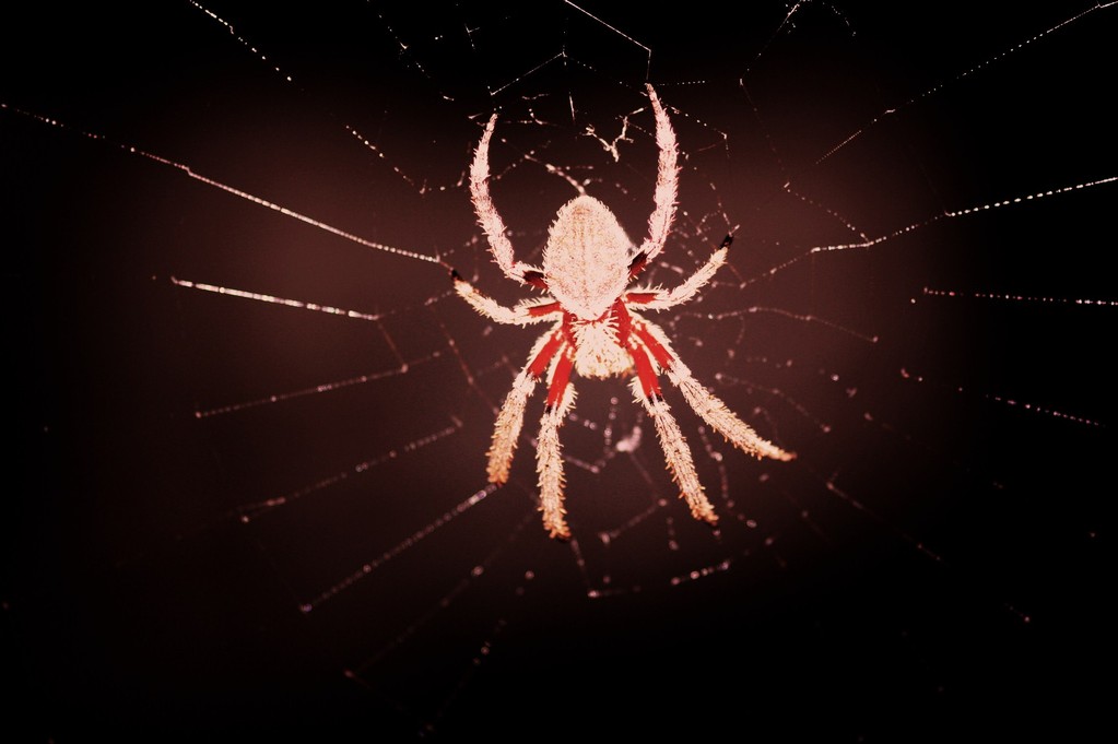 Unsere Entdeckungen: Das ist eine ungefaehrliche Spinne,..