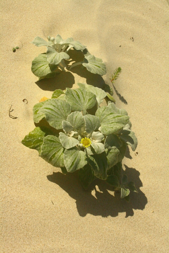 Interessante Bluemchen wachsen hier im Sand.