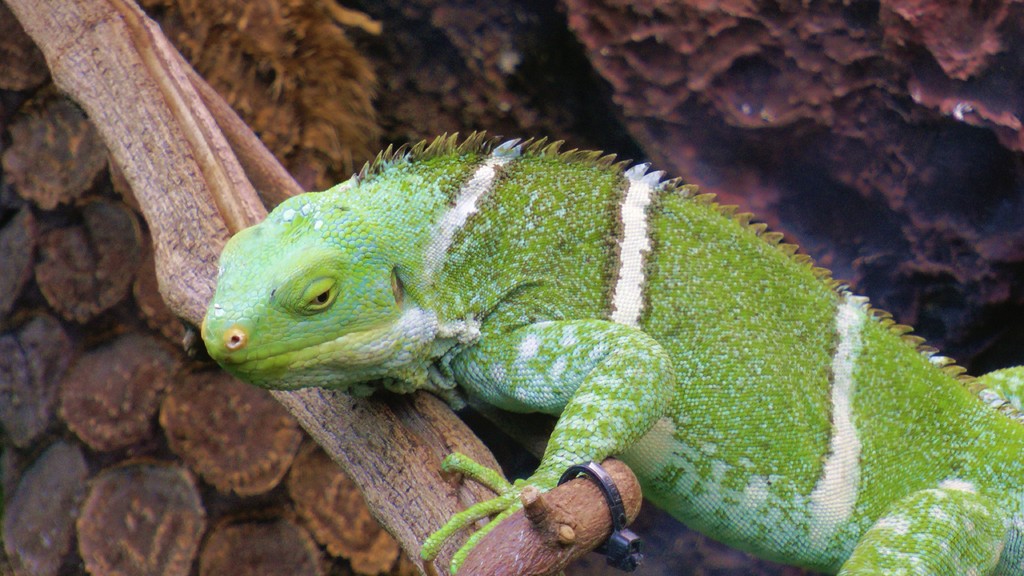 Wir sind naemlich im Zoo von Perth.