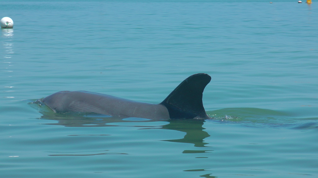 Nein! :) Es ist Levy, ein Delfin in der Koombana Bay. :)