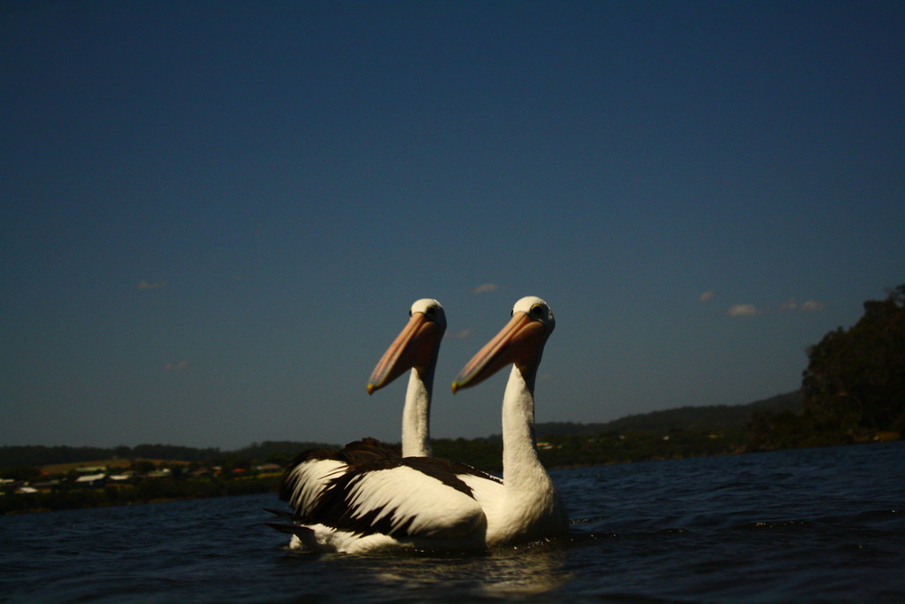 Die beiden Pelikane fanden wir total cool, da wir einige Synchronaufnahmen von ihnen haben. :D