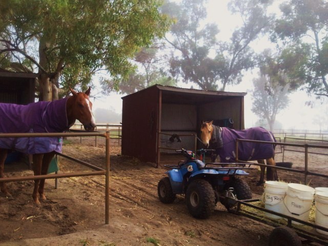 Big Red & Dusty warten ungeduldig auf ihr Fruehstueck.