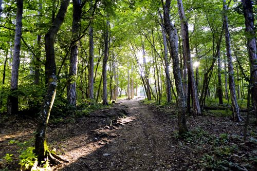 Ruhe genießen im Vöslauer Wald