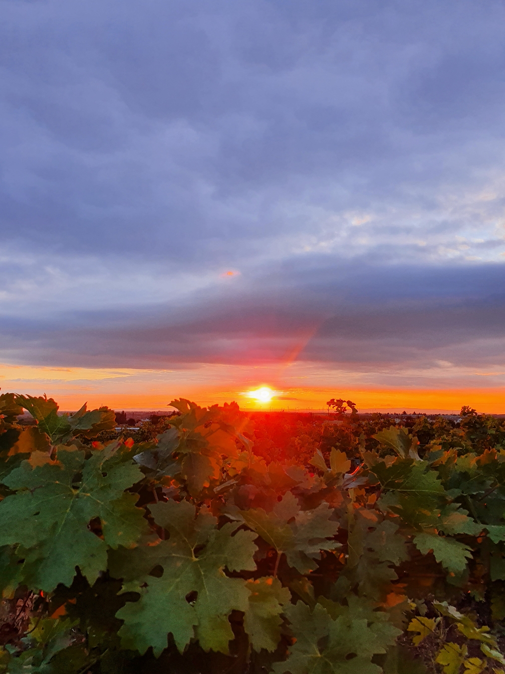 Sonnenuntergang in den Weingärten kann so schön sein 