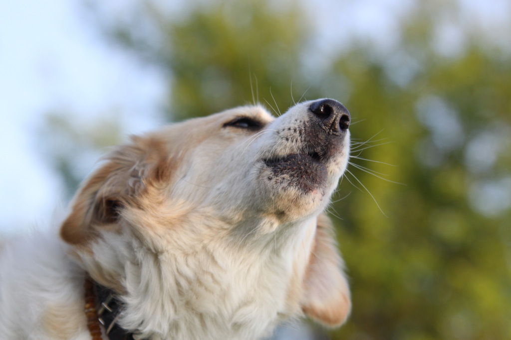 Frustrationstoleranz Hund