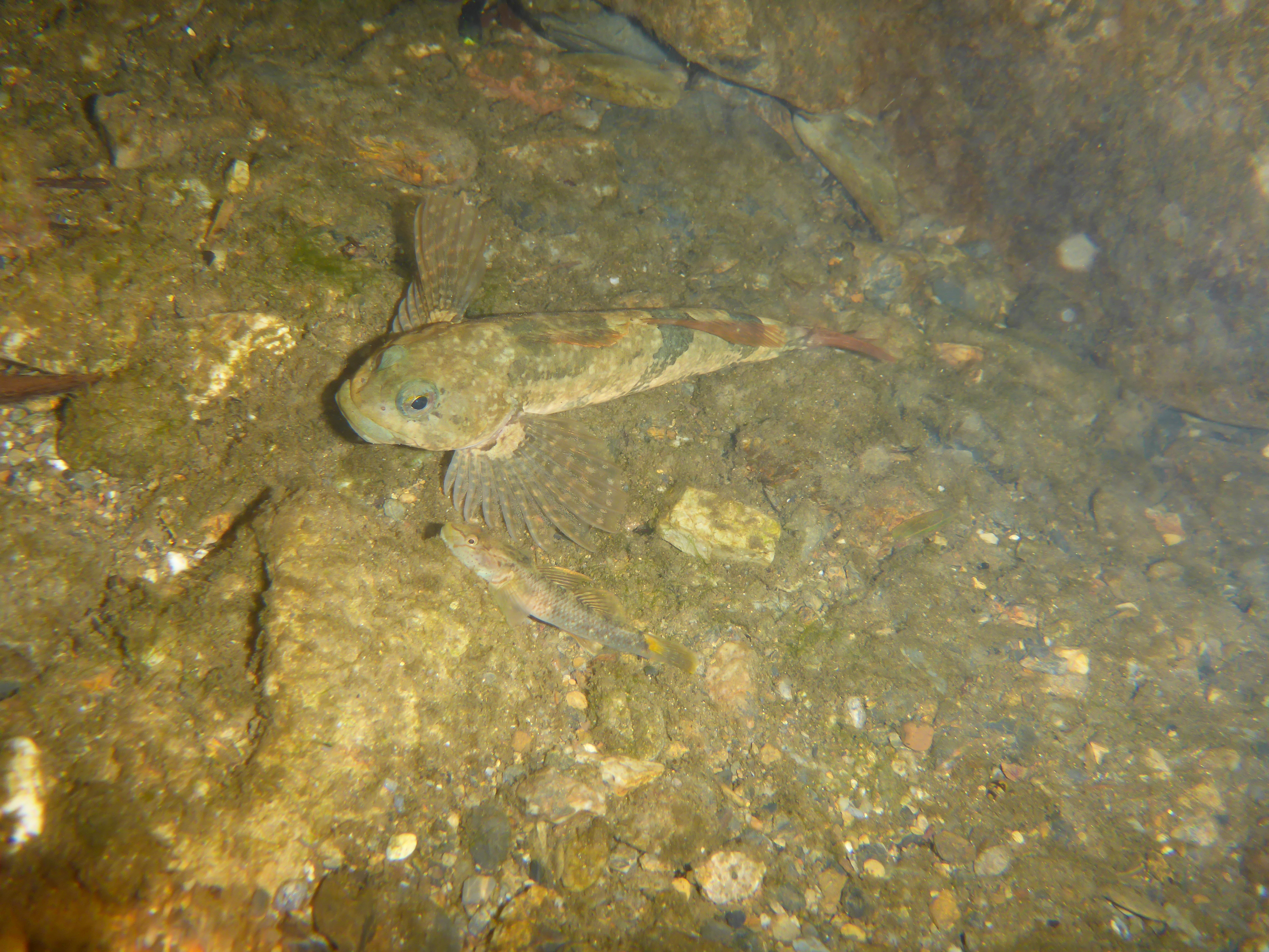 環境調査で見つかった魚の写真