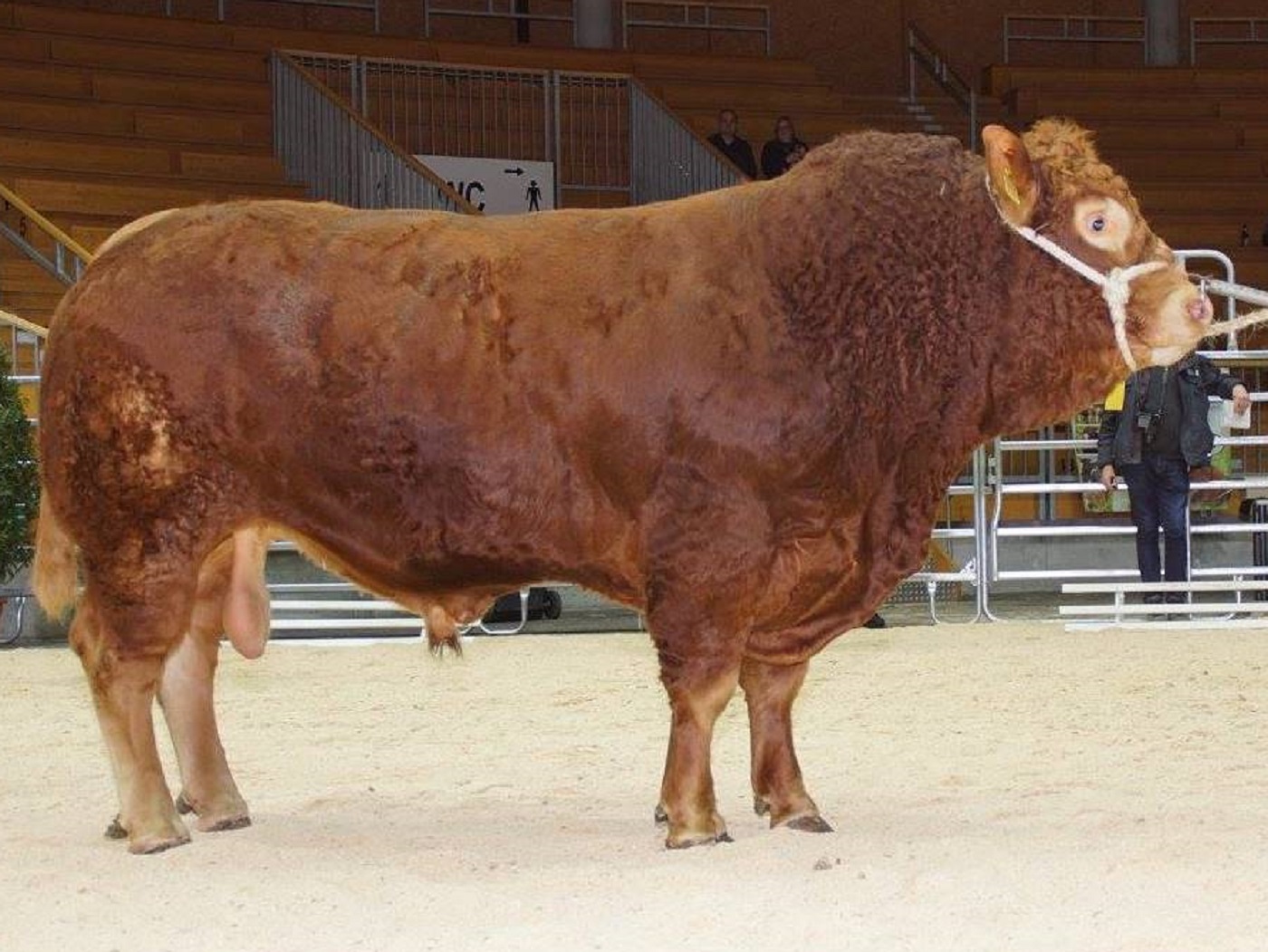 Deckbullen Limousinzucht - Bio Limousinhof Jüdes / natürlich hornlos ...