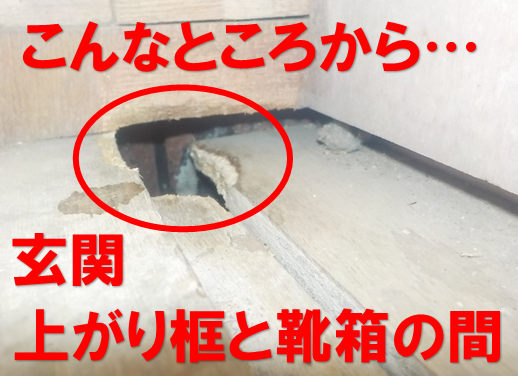 ネズミ駆除　上がり框と靴箱の間