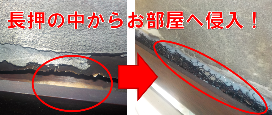 【松戸市上本郷・ネズミ駆除】「長押（なげし）」がまさかの通り道？お米や石鹸をかじるネズミの正体を特定