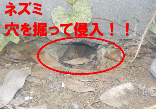 【松戸市古ヶ崎】市販の忌避剤・超音波でも止まらない天井裏の音。床下の「隠れたトンネル」を封鎖したスピード解決記