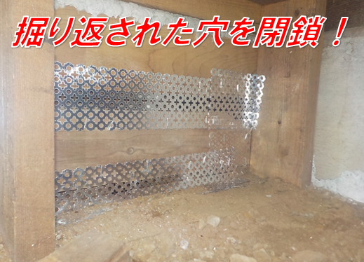 【柏市西原・ネズミ駆除】再発の謎を解いたのは「下水のにおい」？プロの執念で見つけた衝撃の侵入ルート