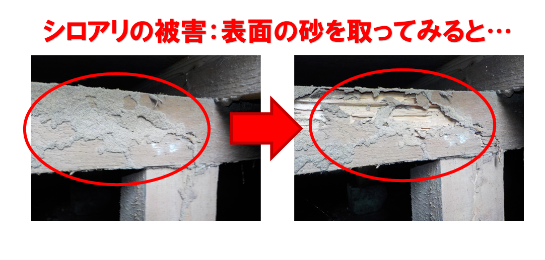 【松戸市稔台】「床が沈む」はSOSのサイン。砂の下で木を食い荒らされた、シロアリ食害の衝撃的な現場検証