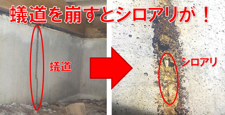 【我孫子市・シロアリ】お寺の作業中にお声がけ。40年越しの初点検で見つけた「洗面所下の蟻道」の真実
