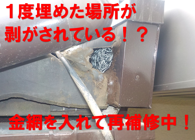 【柏市酒井根】リフォーム後に潜む「ネズミの執着」。前回の封鎖箇所が剥がされた、屋根裏の侵入ルート再特定記