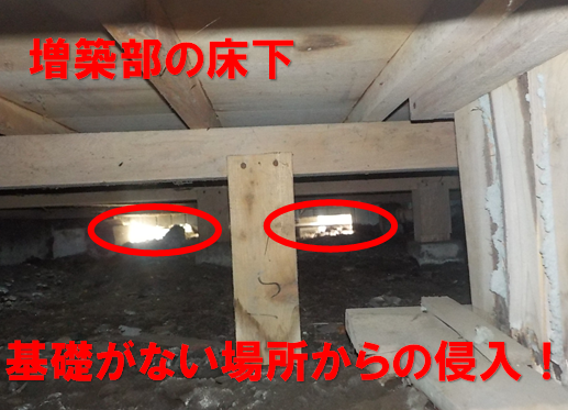 ネズミ駆除　増築部の基礎なし部
