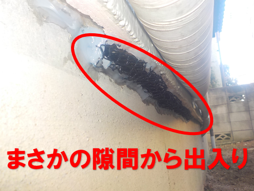 ネズミ駆除　まさかの隙間