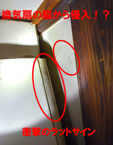 【柏市富里】長年の天井裏の音がついにキッチンへ。「みかんの食害」から突き止めた、換気扇フードに潜む侵入路
