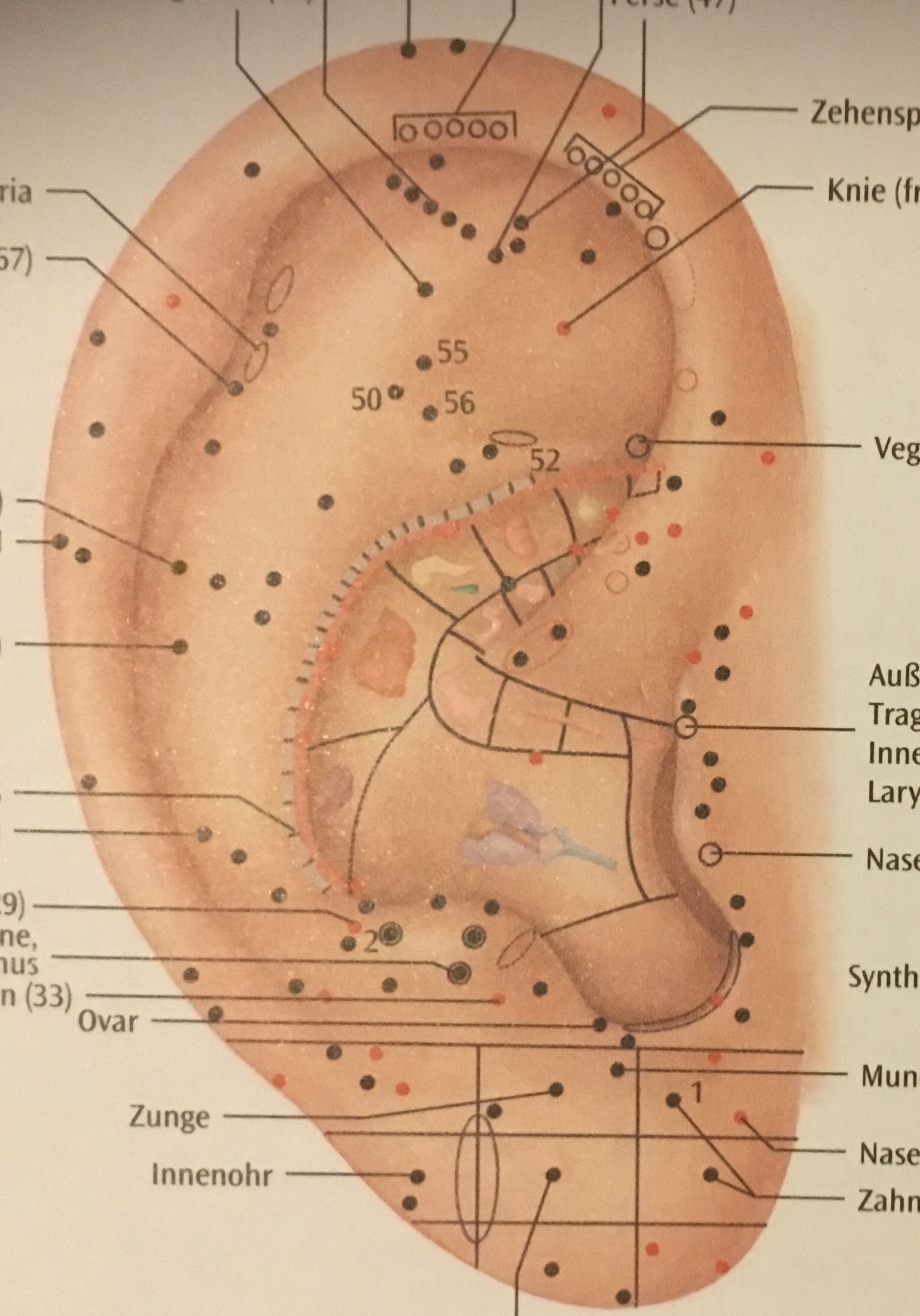 Aurikulotherapie = Ohrtherapie softlaserpraxiss Webseite!