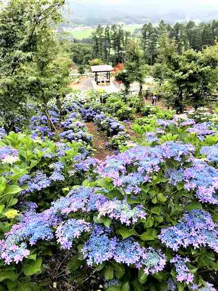 石川郡 平田村 ジュピアランド ひらた 世界 あじさい園 ゆり園