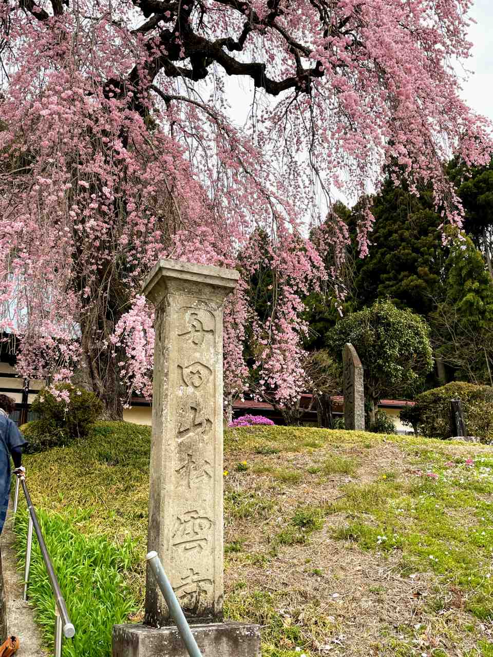 白河市 船田山松雲寺白河周辺で最も早く開花する一本桜JR久田野駅から徒歩40分