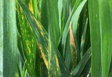 rouille sur poireau