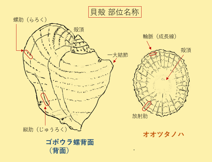 海の神秘　巨大貝殻　貝殻　コレクション　全25〜　珍品　奇品　南洋 海の神秘巨大貝殻貝殻コレクション全25〜珍品奇品南洋