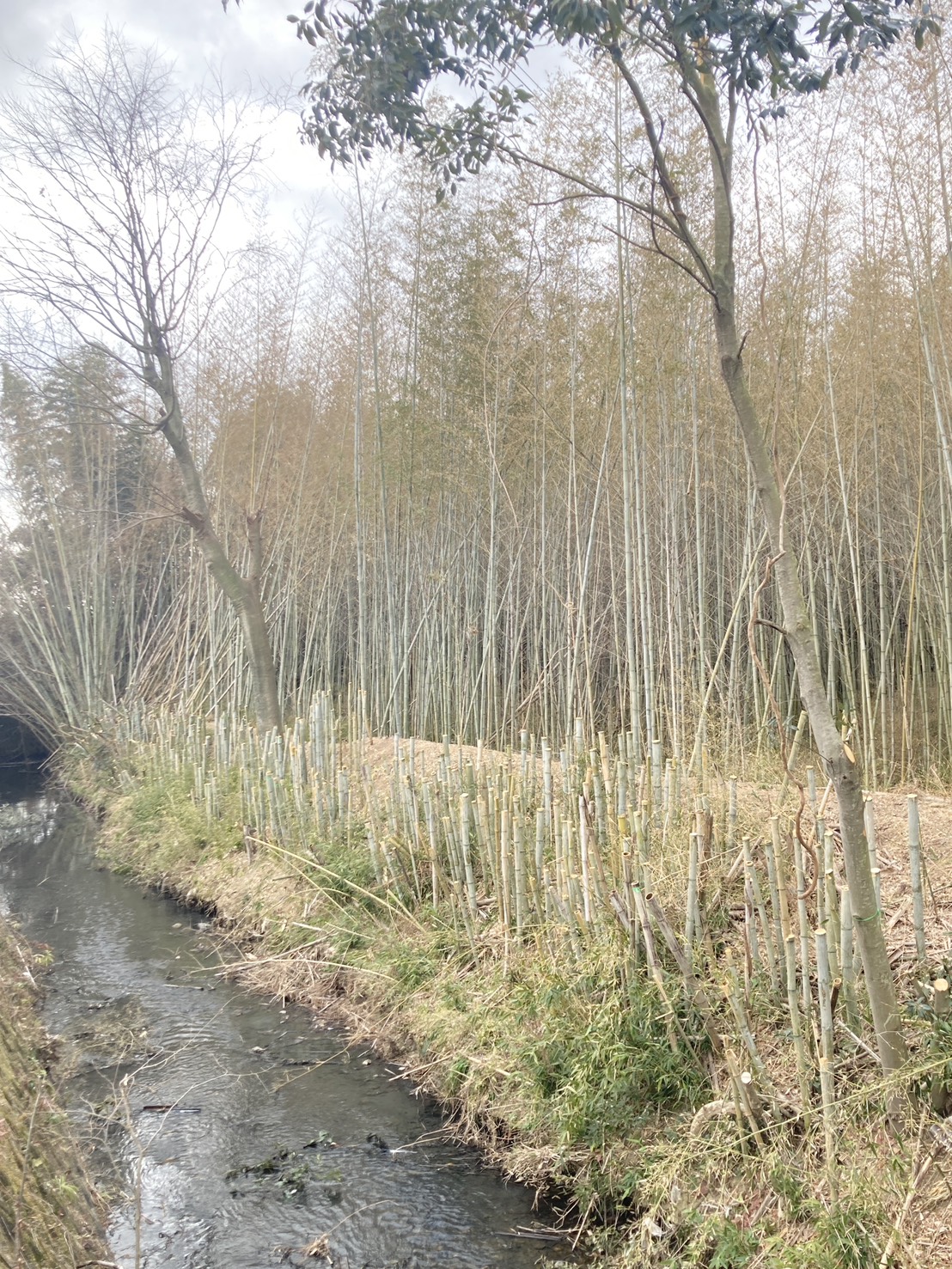 三田市T様敷地竹林　作業後