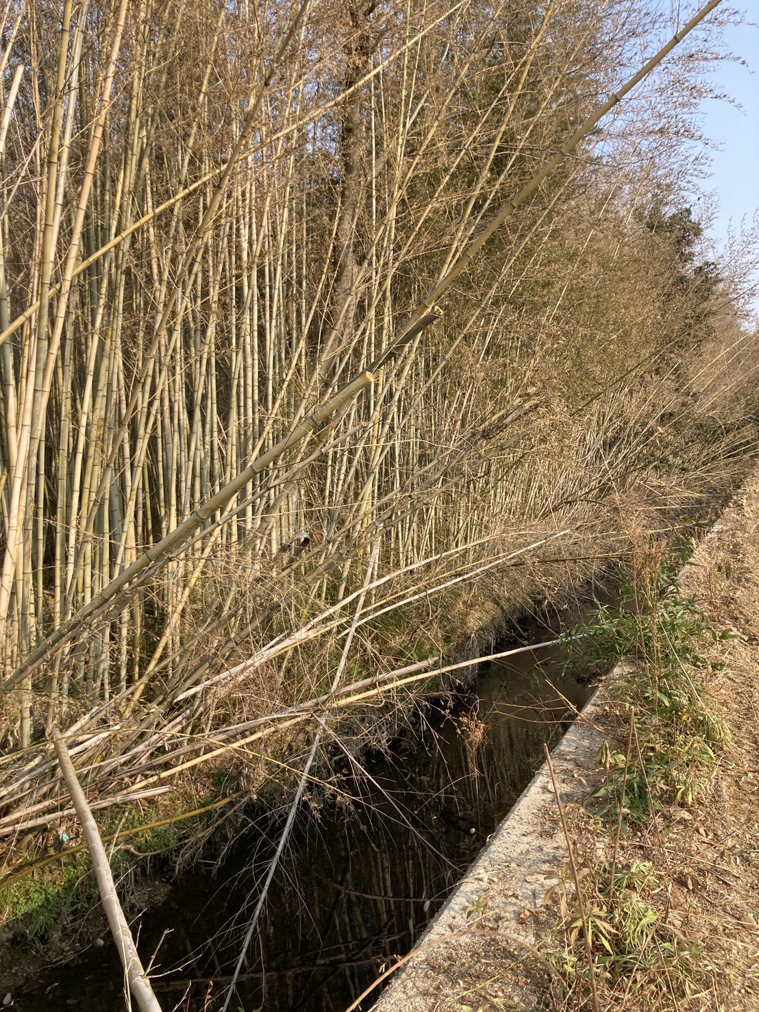 三田市T様敷地竹林　作業前
