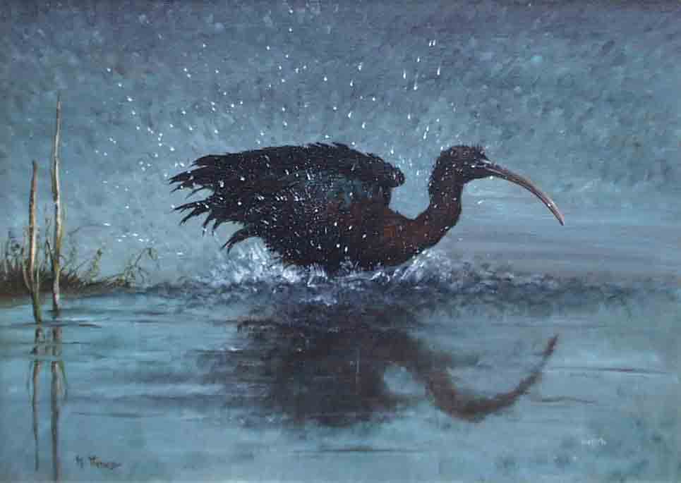 Ibis - acrilico su tela - 50x70