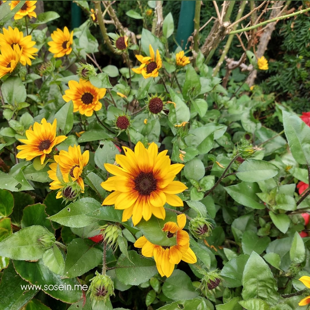 Vorwärts schauen - was seelische, emotionale Heilung bewirkt