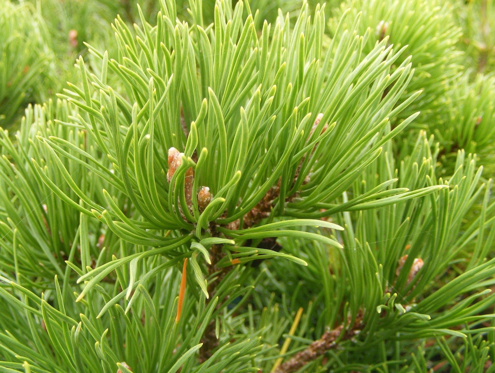 Cосна горная “мугус” (pinus mugo). семена горной сосны. горная сосна размножение семенами. сосна горная мугус бонсай. семена горной сосны.