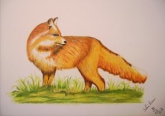 Fox not on the run