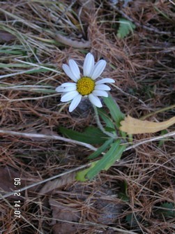 Margeritte im Dezember auf der Alp