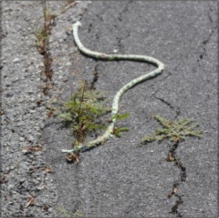 Rope-snake on Roadside